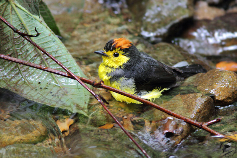 Paruline ceinturéeadulte, identification