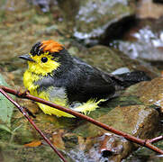 Collared Whitestart