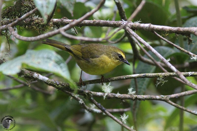 Citrine Warbleradult, identification