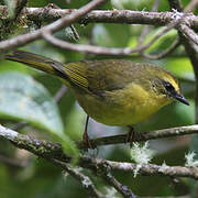 Citrine Warbler