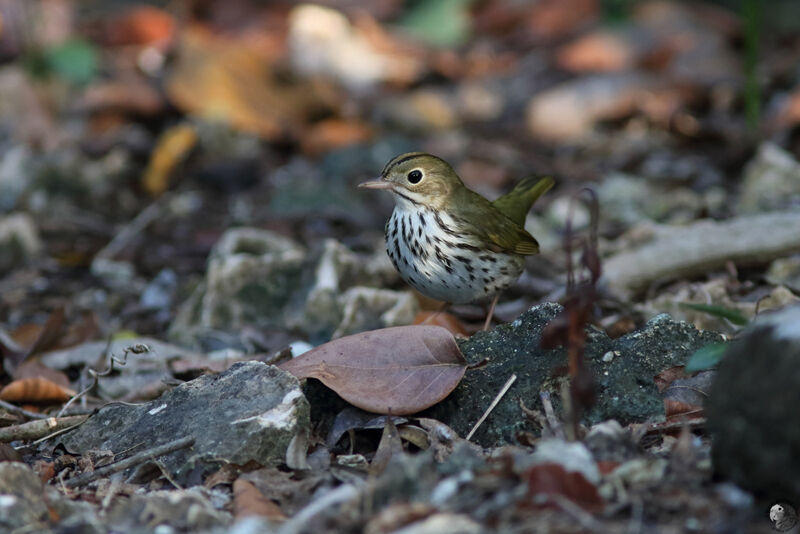 Ovenbirdadult, identification