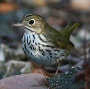 Ovenbird