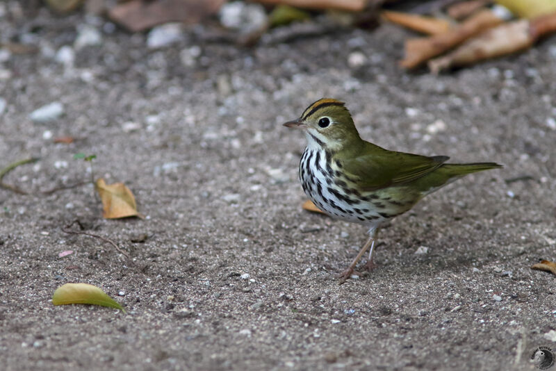 Ovenbirdadult, identification, walking