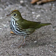 Ovenbird