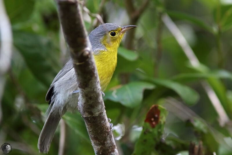 Paruline d'Orienteadulte, identification