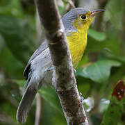 Oriente Warbler