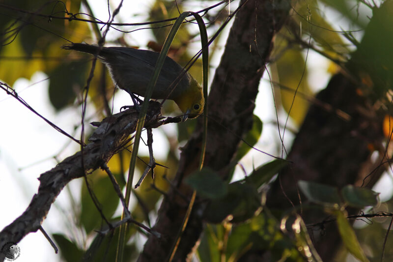 Yellow-headed Warbleradult, identification