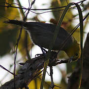 Yellow-headed Warbler