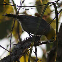 Paruline de Fernandina