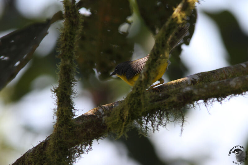 Grey-and-gold Warbler, identification