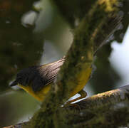 Grey-and-gold Warbler