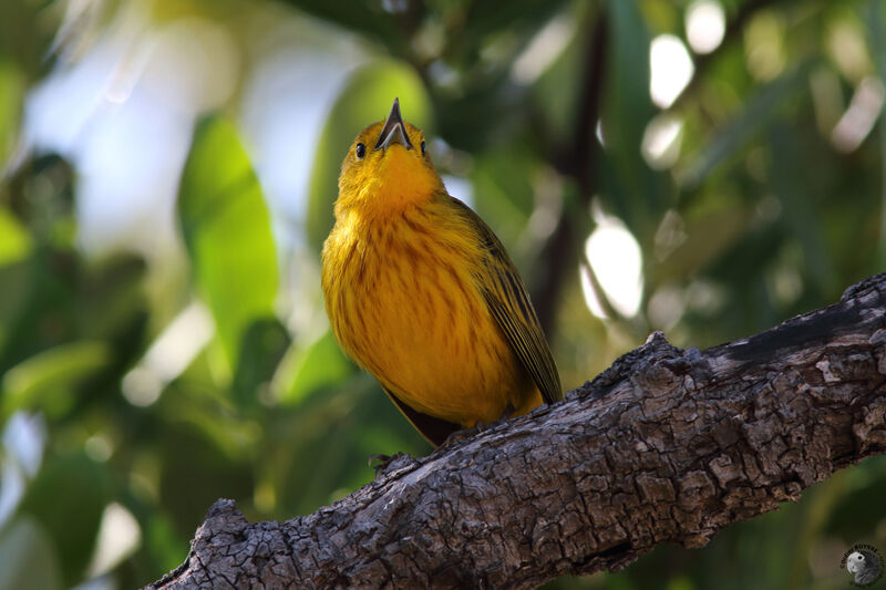 Mangrove Warbler male adult, identification, song