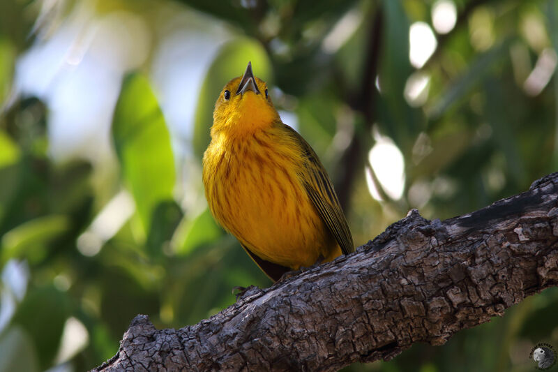 Paruline des mangroves mâle adulte, identification, chant