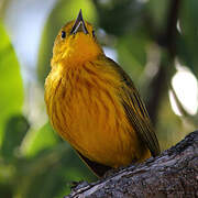 Mangrove Warbler