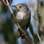 Mangrove Warbler