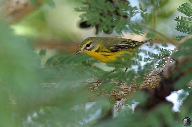 Prairie Warbler male immature, identification