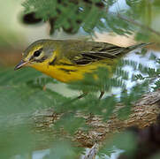 Prairie Warbler