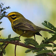 Prairie Warbler