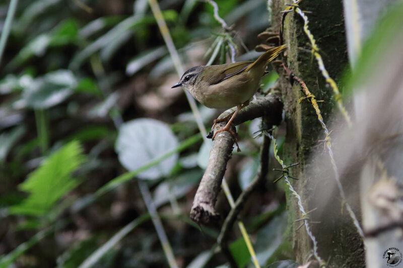 Paruline des rivesadulte, identification