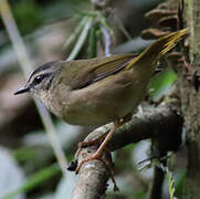 Riverbank Warbler