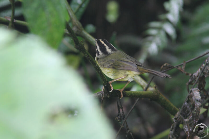 Black-eared Warbler, identification