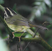 Black-eared Warbler