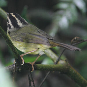 Paruline du Costa Rica