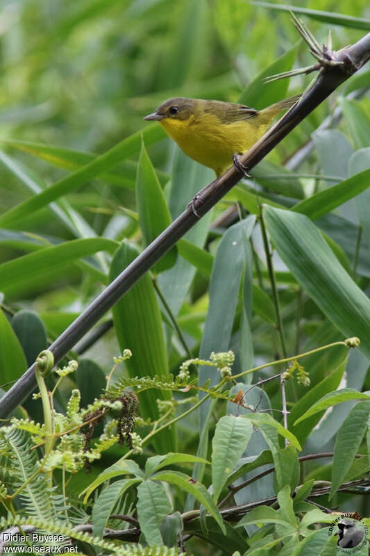 Masked Yellowthroat female adult, habitat, pigmentation