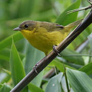 Masked Yellowthroat