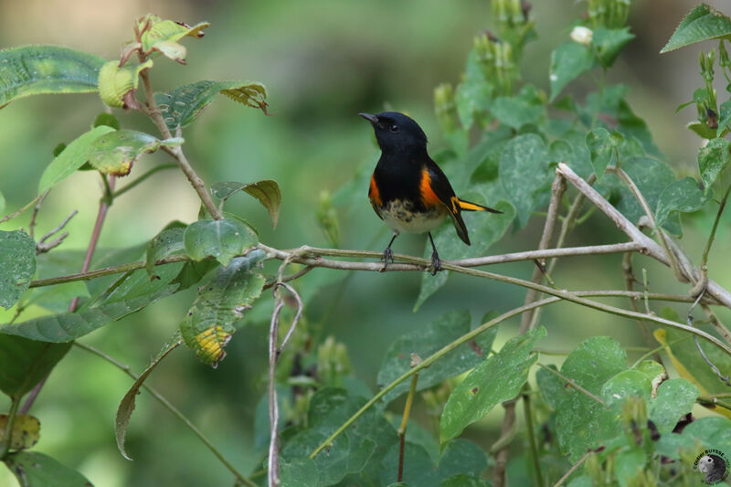 Paruline flamboyante mâle adulte