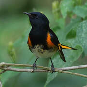 Paruline flamboyante