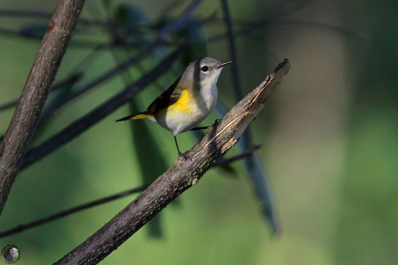 Paruline flamboyante femelle adulte