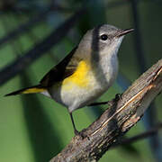 American Redstart