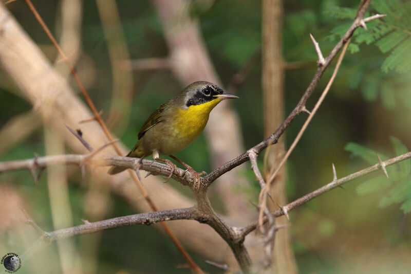 Common Yellowthroat male adult transition, identification