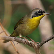 Common Yellowthroat