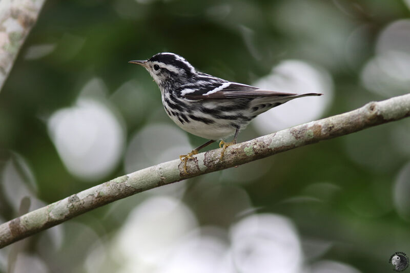 Black-and-white Warbler female adult, identification