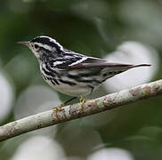 Black-and-white Warbler