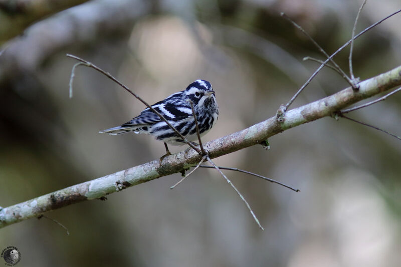 Black-and-white Warbler male adult, identification