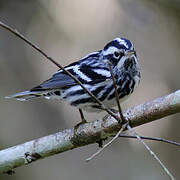 Black-and-white Warbler