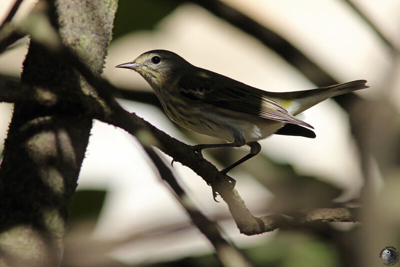 Cape May Warbler female adult, identification