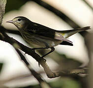 Cape May Warbler