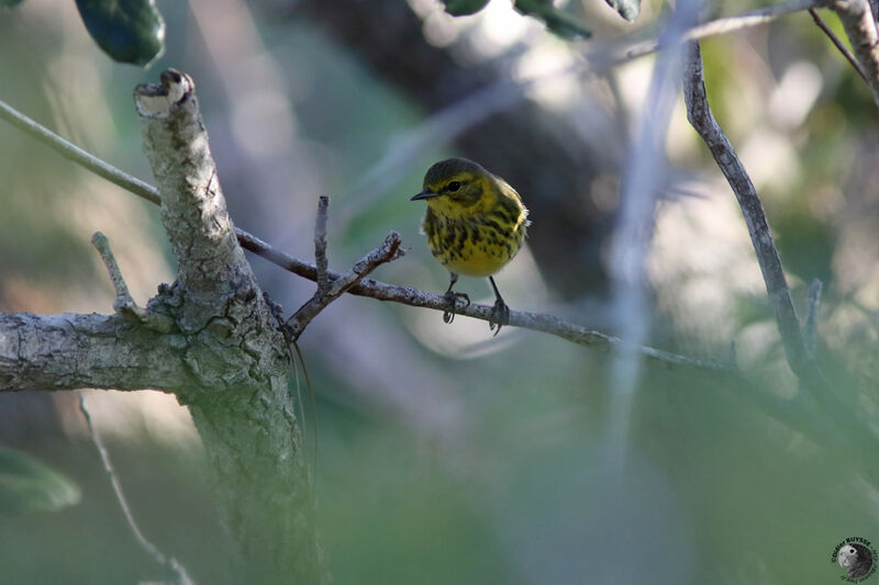 Cape May Warbler male immature, identification