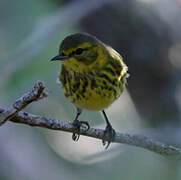 Cape May Warbler