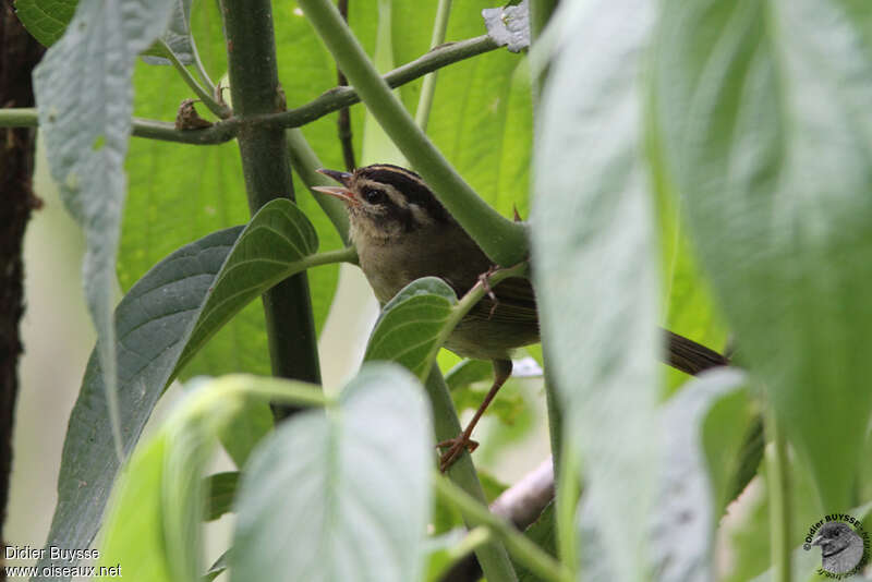 Three-striped Warbleradult, habitat, song