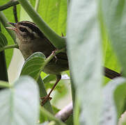 Three-striped Warbler