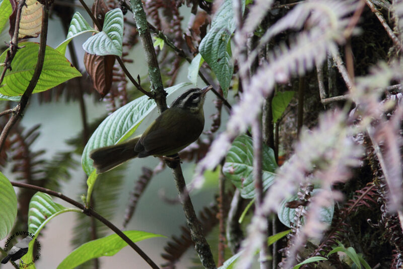 Three-striped Warbleradult, identification