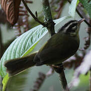 Three-striped Warbler