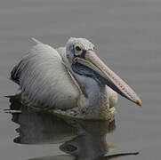 Spot-billed Pelican