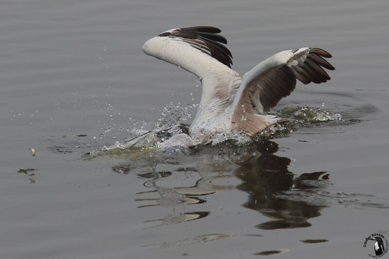 Spot-billed Pelicanadult, identification, swimming, fishing/hunting