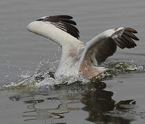 Spot-billed Pelican